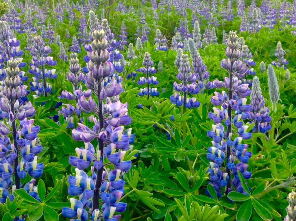 Lupinen