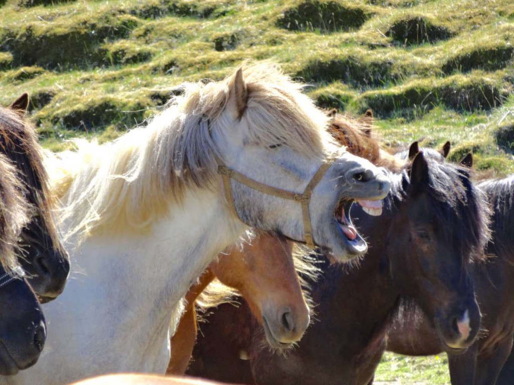 Pony Gähnt Tag 2
