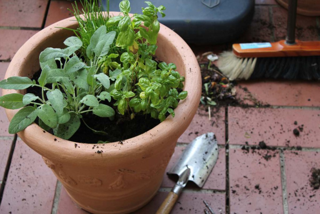Frische Kräuter den ganzen Sommer über