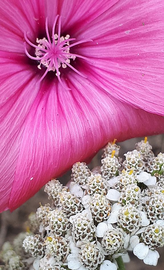 Eine große, pinke Cosmea Blüte und eine kleinen, weißen Schafgarbe nebeneinander im Garten
