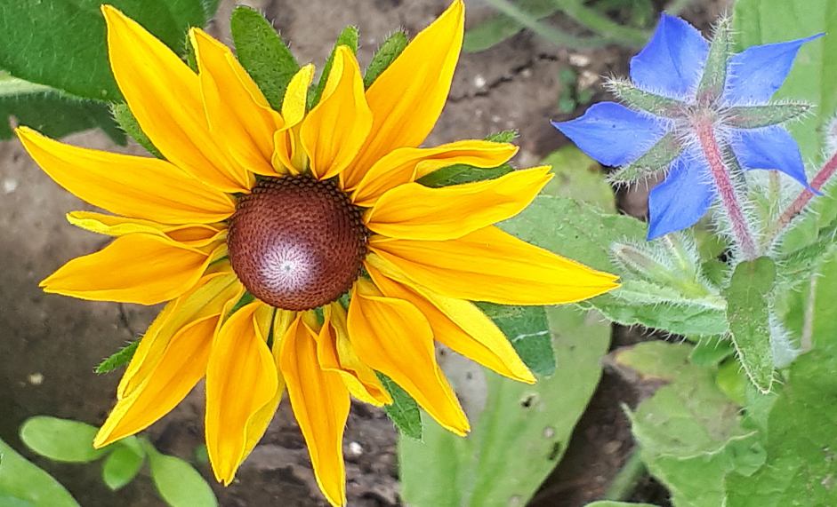 Makroaufnahme im Garten einer gelben Mädchenaugenblüte und hellblaue Borretschblüte, die nebeneinander auf dem Feld im Bauerngarten blühen