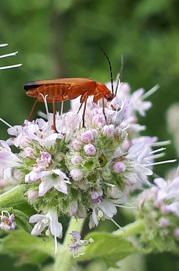 Ein roter, länglicher Käfer mit langen brauen Fühlern, der auf einer rosa blühender Pfefferminzblüte im Garten sitzt